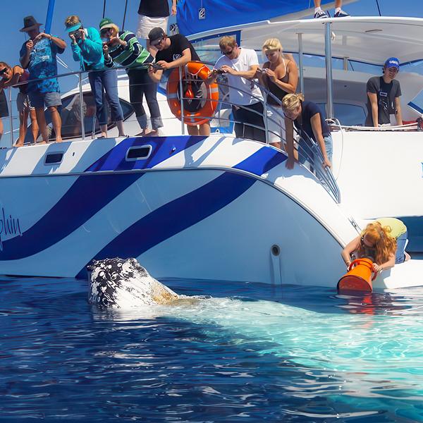 Eight-Hour Guided Whale Watching Experience with Buffet Lunch 1