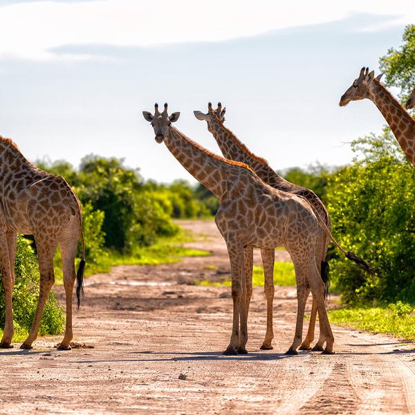 Limited Time Offer: Private 15-Day South Africa, Zimbabwe & Botswana Tour with BONUS Victoria Falls Helicopter Flight by  7