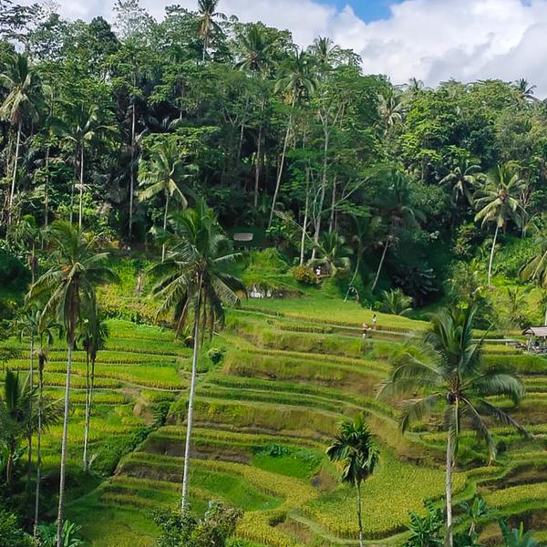Private Ubud Foodie Tour with Lunch, Visit to Coffee Plantation & Street Food Tasting 2