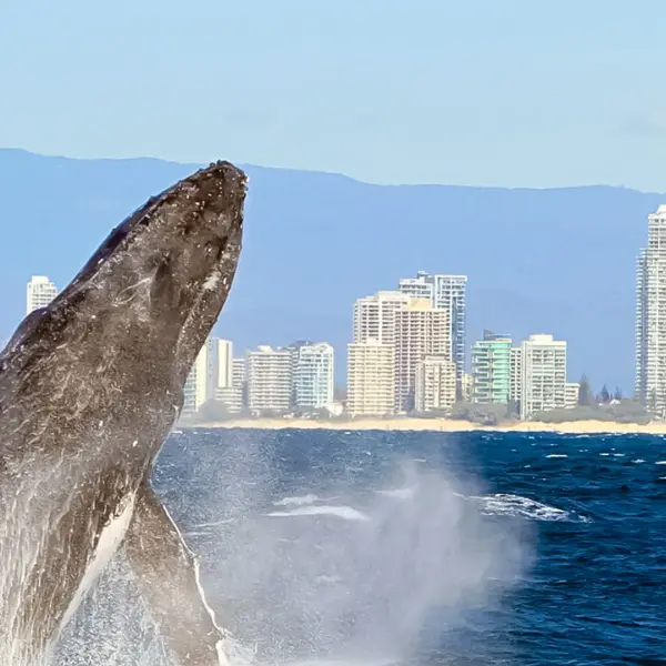 Gold Coast: 2.5-Hour Whale-Watching Cruise on a Luxury Superyacht 1