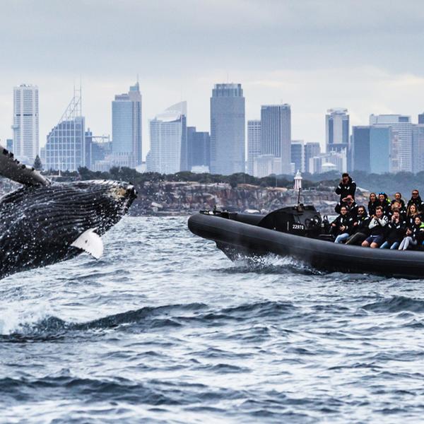 Two-Hour Whale Watching Cruise from Circular Quay 1