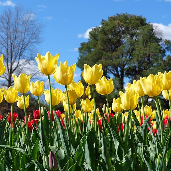 Canberra: Full-Day Floriade Festival Small Group Tour with Tulip Top Gardens Visit & Pick-Up 3