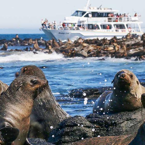 Phillip Island: Two-Hour Coastal Wildlife Cruise to Australia’s Largest Seal Colony  2