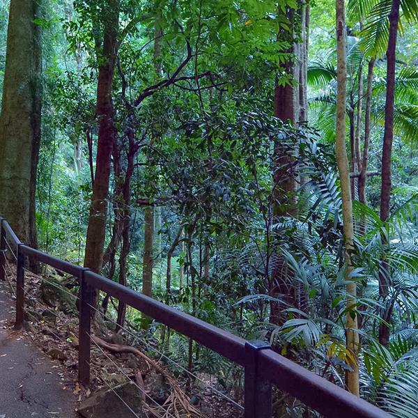 Explore the Gold Coast's Lush Hinterland with a Full-Day Explorer Pass 5