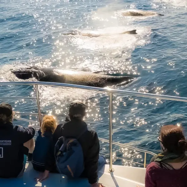 Gold Coast: 2.5-Hour Whale-Watching Cruise on a Luxury Superyacht 5