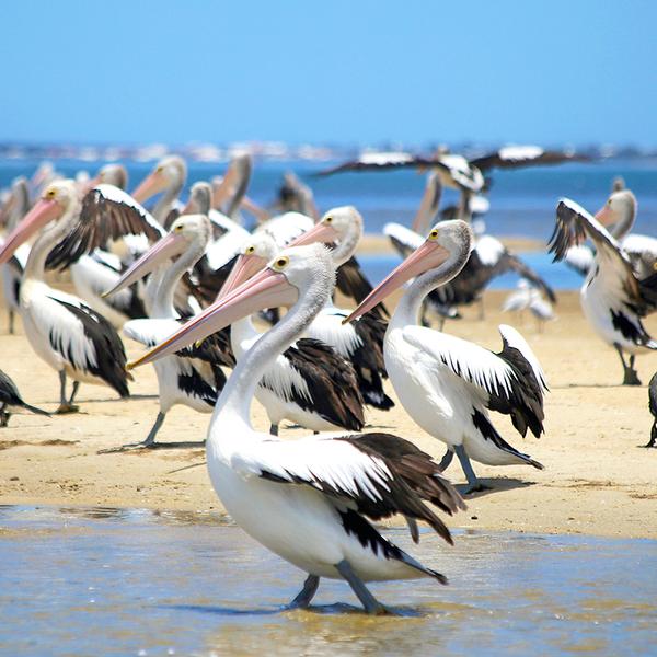 Mandurah Dolphin Cruise & Views Tour with Dolphin Guarantee 4