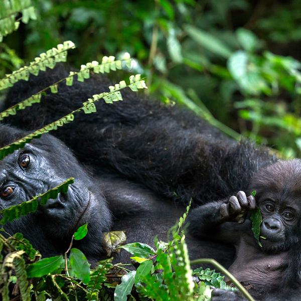 Uganda Safari with Gorilla & Chimpanzee Trekking Permits & Lake Victoria Cruise by Luxury Escapes Tours 1