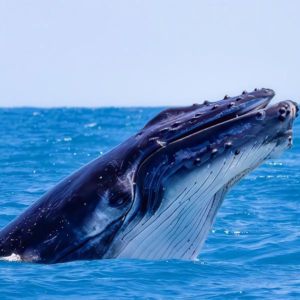Eight-Hour Guided Whale Watching Experience with Buffet Lunch 5
