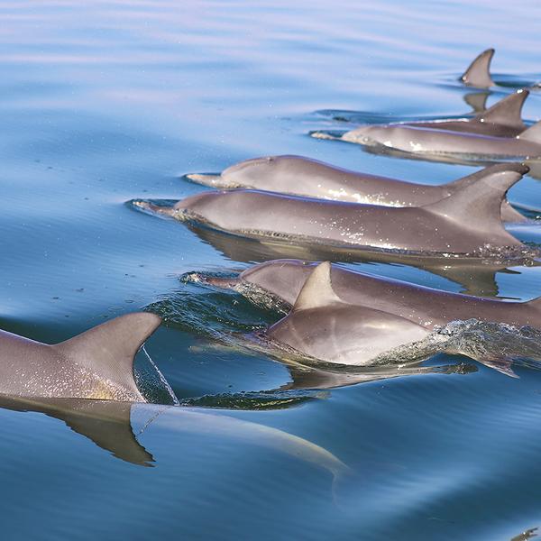 Mandurah Dolphin Cruise & Views Tour with Dolphin Guarantee 5