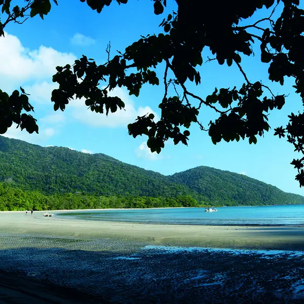 mist at Cape Tribulation, Daintree Rainforest, Queensland 4