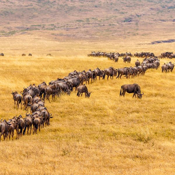 Kenya & Tanzania Great Migration Safari with Maasai Mara, Serengeti & Ngorongoro Game Drives by Luxury Escapes Tours 2