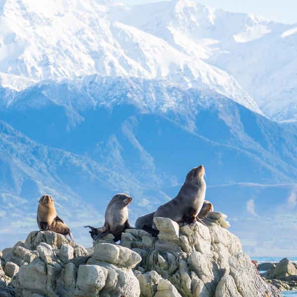 New Zealand 10-Day North to South Highlights with Waitomo Glowworm Caves & Marlborough Wine Tasting by  6