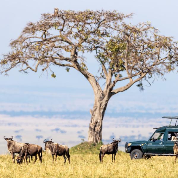 Classic Kenya Safari with Luxury Fairmont Stays & Big Five Game Drives by Luxury Escapes Tours 7