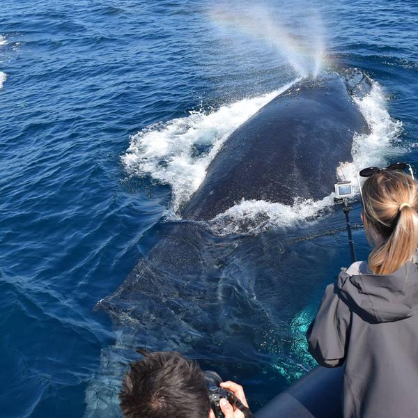 Two-Hour Whale Watching Cruise from Circular Quay 4