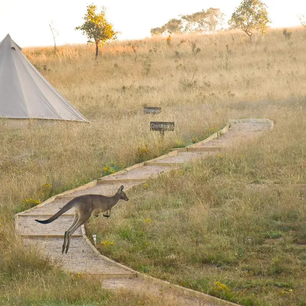 Glenayr Farm , Windeyer, New South Wales 6