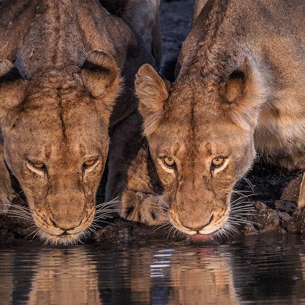 Ultra-Lux 10-Day Private South Africa Safari with Rovos Rail & All-Inclusive Sabi Sands Lodge  by  7