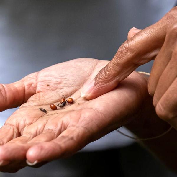 90-Minute Cape Byron Aboriginal Culture Guided Walking Tour with Bush Tucker Tasting 2