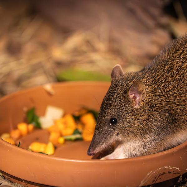 WILD LIFE Sydney Zoo Entry with Digital Photo Pass 2