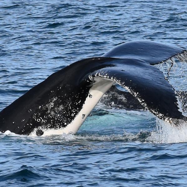 Witness Migrating Whales on a Four-Hour Whale Watching Coastal Cruise at Phillip Island 2