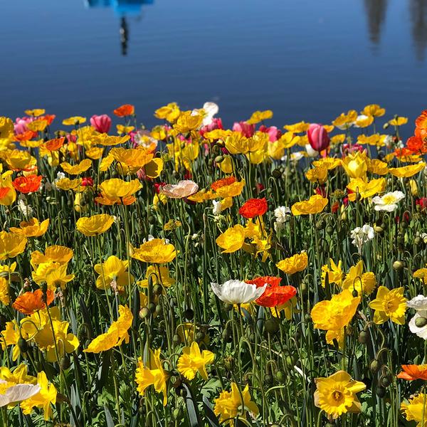 Canberra: Full-Day Floriade Festival Small Group Tour with Tulip Top Gardens Visit & Pick-Up 4