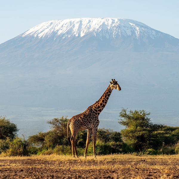 Kenya & Tanzania Great Migration Safari with Maasai Mara, Serengeti & Ngorongoro Game Drives by Luxury Escapes Tours 1