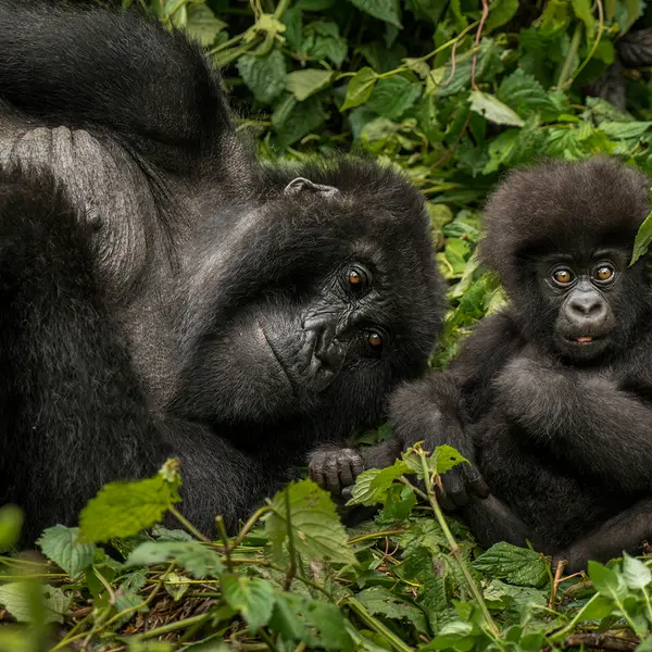 One&Only Gorilla's Nest, Kinigi, Rwanda 4