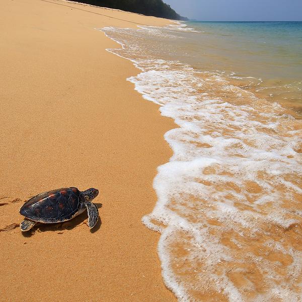 Full-Day Highlights Tour & Turtle Sanctuary Visit with Lunch & Return Hotel Transfers 5