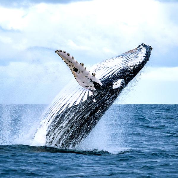 Experience a Magical Encounter on an Two-Hour Whale Watching Experience in Geographe Bay 1