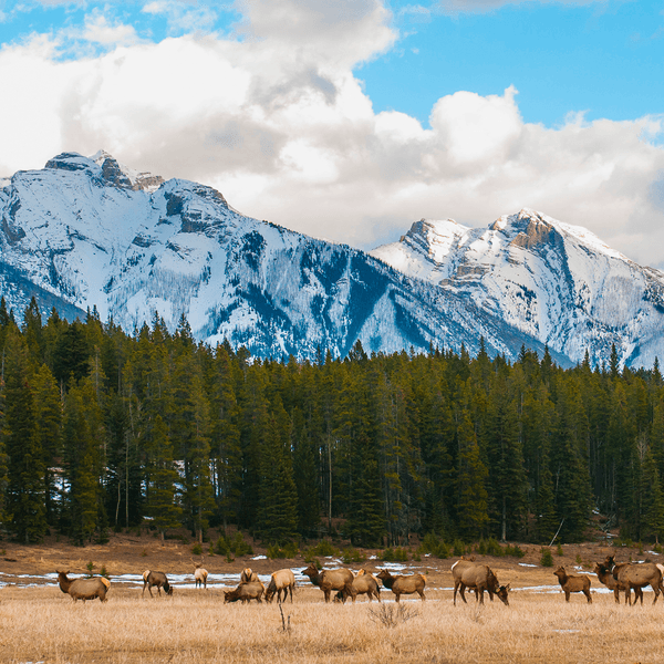 Best of Canada Winter Tour with Northern Lights Viewing & Rockies Helicopter Flight by Luxury Escapes Tours 8