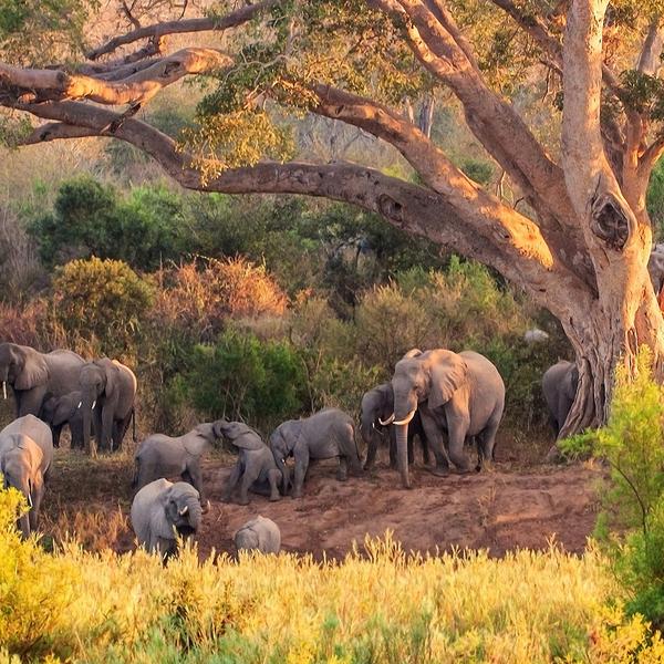 Premium 10-Day South Africa Iconic Blue Train Journey with All-Inclusive Safari by  7