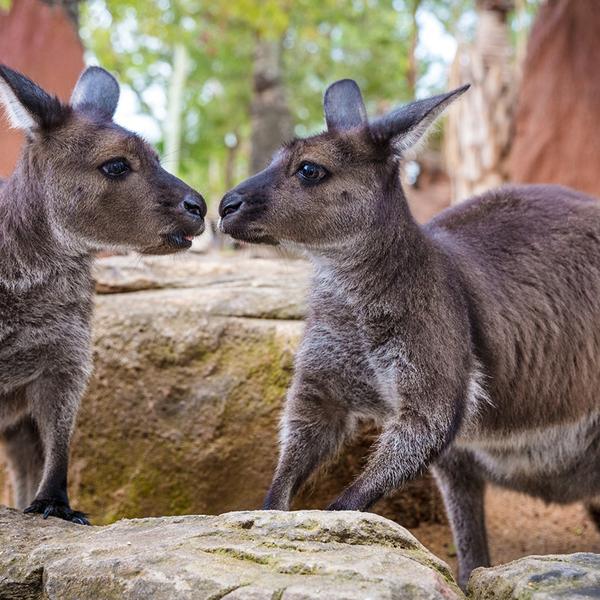 Sydney: WILD LIFE Sydney Zoo Entry with Digital Photo Pass 1