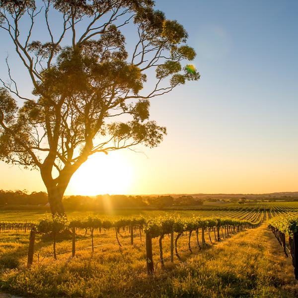 Full-Day Private Barossa Valley Wine Tour with Tastings, Lunch & Return Transfers for Up to Eight People 1
