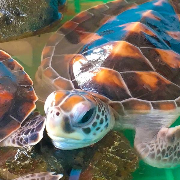 Full-Day Highlights Tour & Turtle Sanctuary Visit with Lunch & Return Hotel Transfers 6