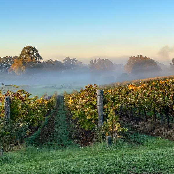 Herne Hill: Premium Cellar Door Tasting Session at Sittella with Optional Winery Tour & Cheese Platter Upgrade  4