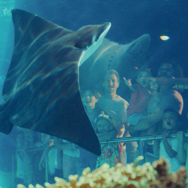 Unlimited Seven-Day Super Pass to Four Theme Parks 8