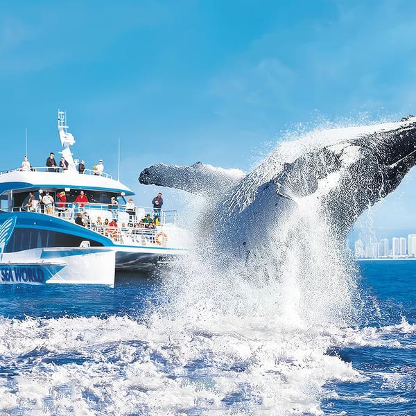 Gold Coast: Embark on a Whale Watching Adventure with 100% Whale Sighting Guarantee 3