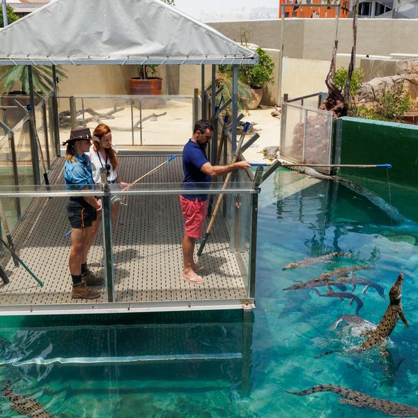 Darwin: Full-Day Entry to Crocosaurus Cove with VIP Crocodile Feeding Experience & Guided Tour 1