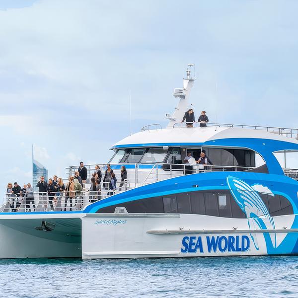 Gold Coast: Embark on a Whale Watching Adventure with 100% Whale Sighting Guarantee 1