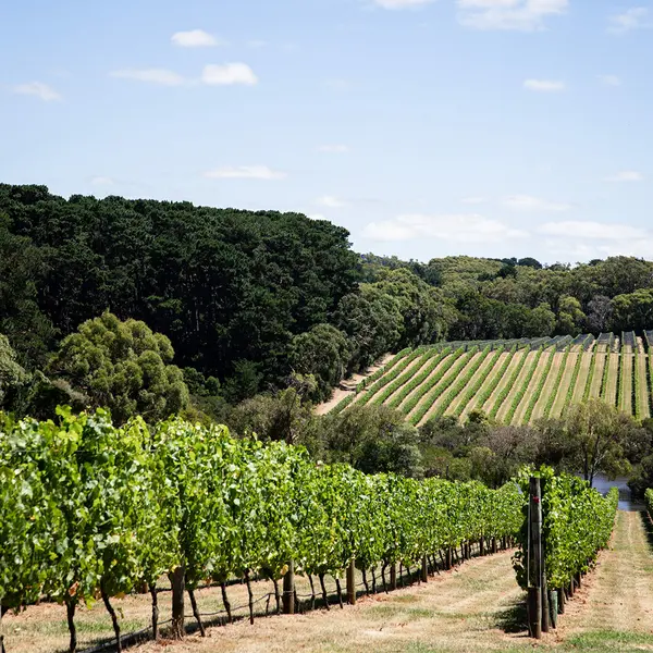 Jackalope Hotel, Mornington Peninsula, Victoria 6