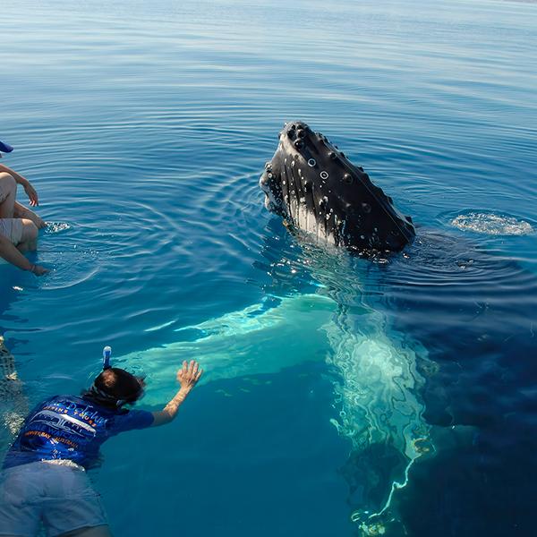 Eight-Hour Guided Whale Watching Experience with Buffet Lunch 2