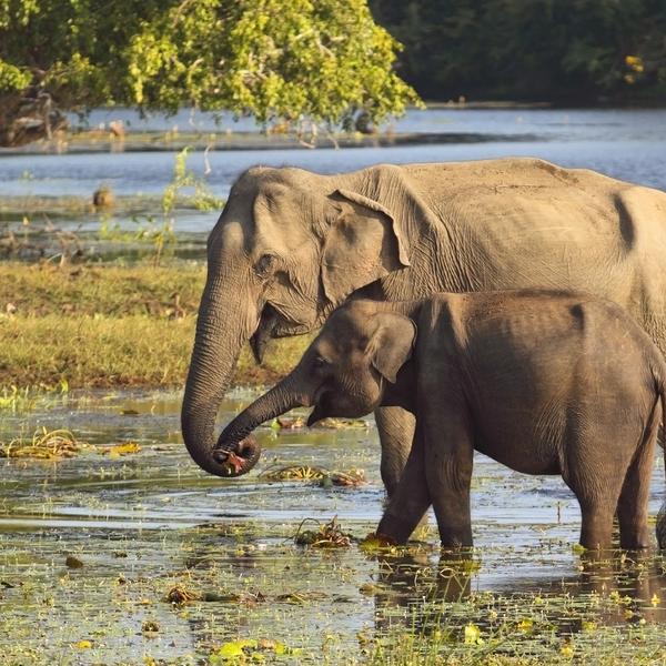  Premium 10-Day Sri Lanka Highlights with Kandy, Ella & Galle by  7