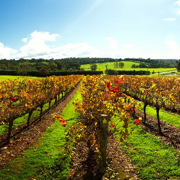 Hahndorf & Hills Food & Wine Small Group Tour with Tastings, Two-Course Lunch & Drink 1