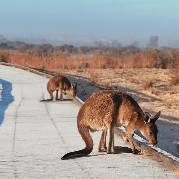 Australian Outback Highlights with Scenic Lake Mungo Flight & Griffith Wine Tasting by Luxury Escapes Trusted Partner Tours 4