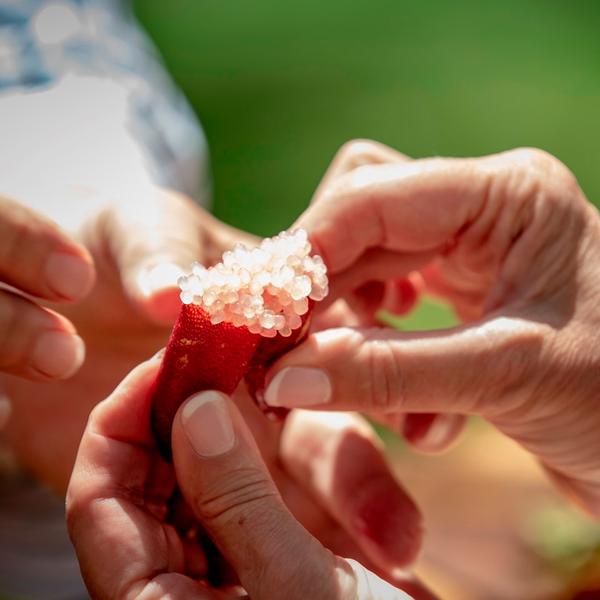 One-Hour Bush Tucker Tasting & Talk from Noongar Elder 2