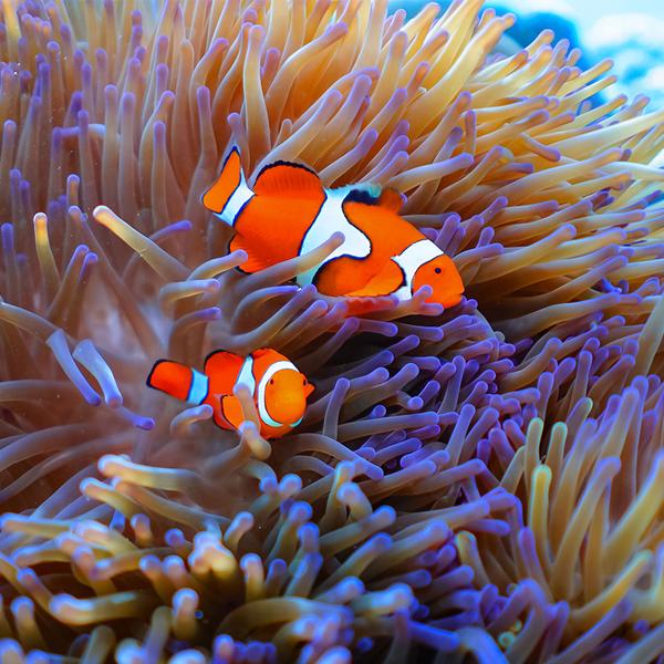 Full-Day Outer Barrier Reef Snorkelling Tour with All Equipment & Tropical Lunch 3