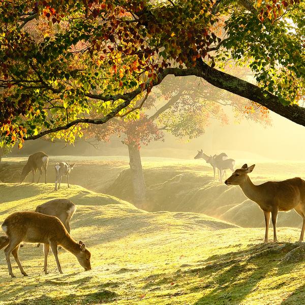 Deluxe 7-Day Japan Highlights with Tokyo, Kyoto & Osaka by  7