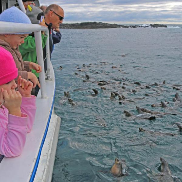 Phillip Island: Two-Hour Coastal Wildlife Cruise to Australia’s Largest Seal Colony  4