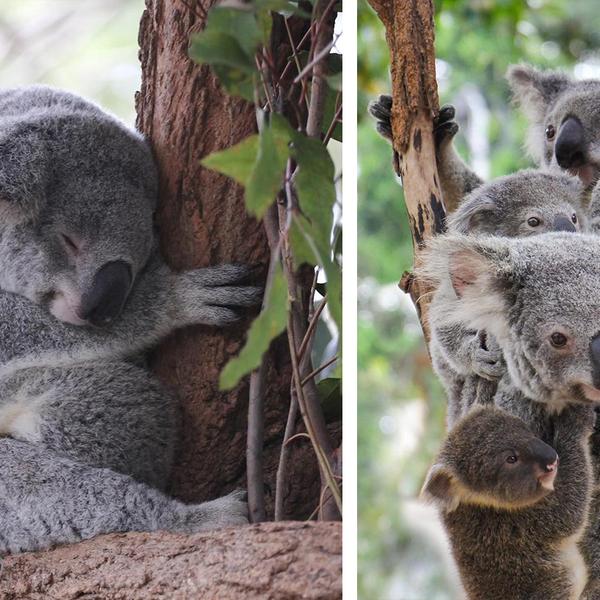 Brisbane: One-Way Cruise Brisbane River Cruise & Lone Pine Koala Sanctuary Entry 6