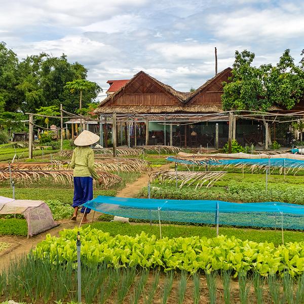 Hoi An: Private Vietnamese Cooking Class in Tra Que Village with Market Tour & Bicycle Ride 2