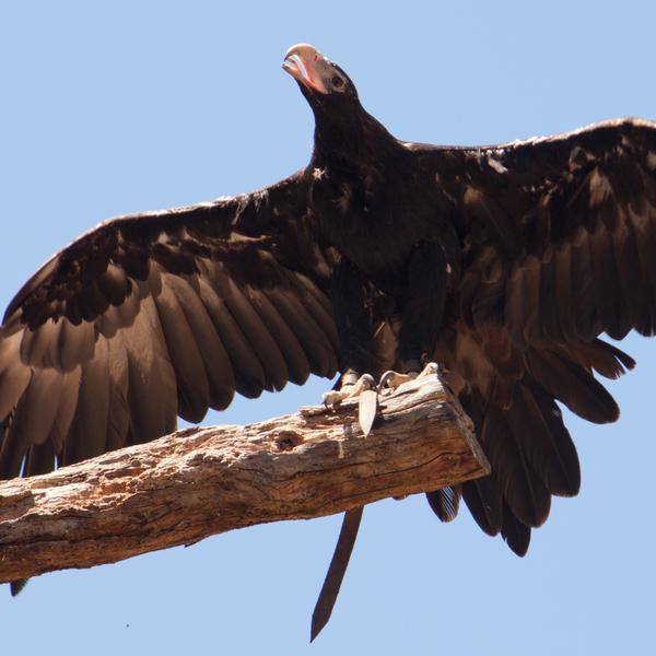 Full-Day Puffing Billy & Healesville Sanctuary Scenic Tour 7